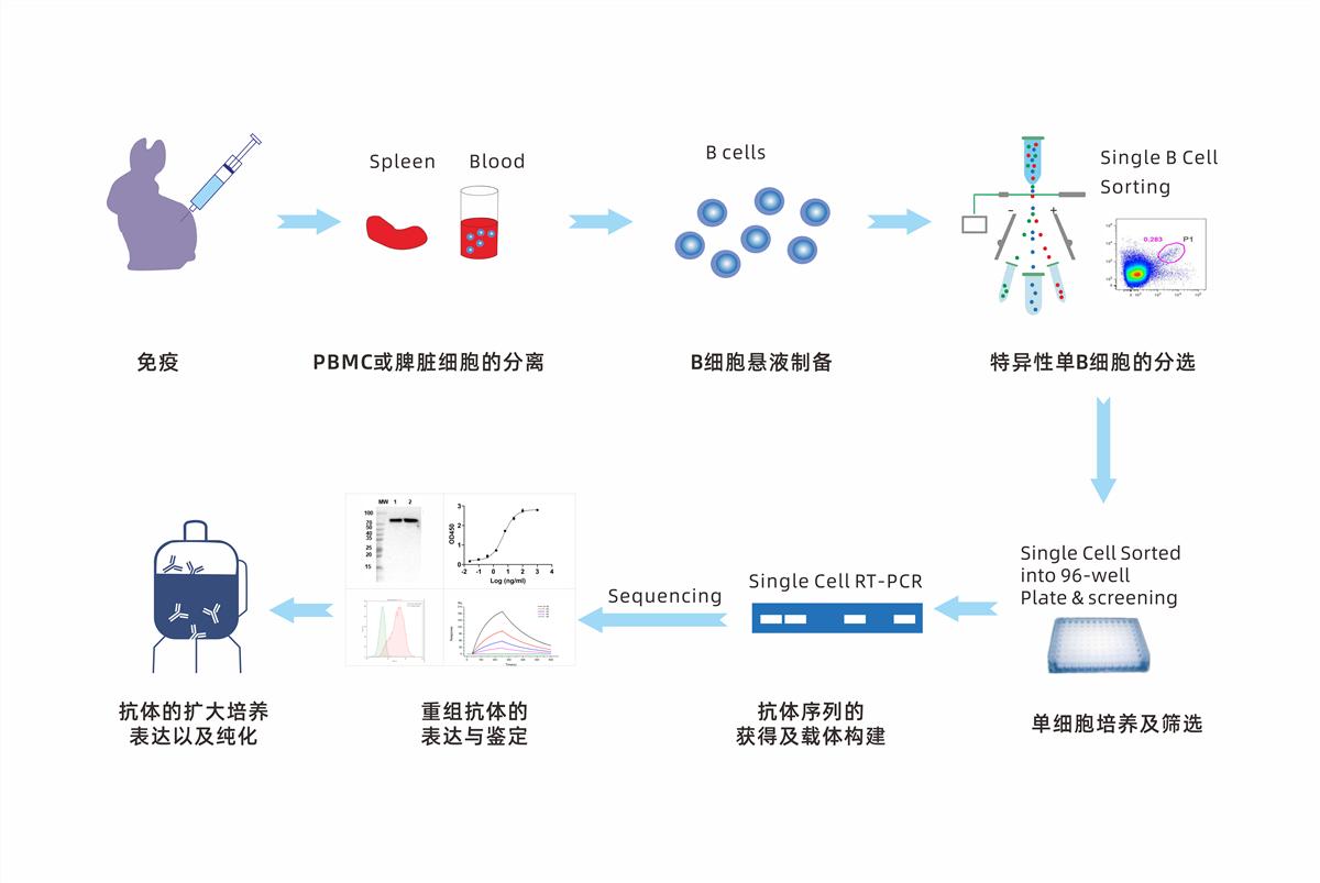 Single B兔單抗制備平臺